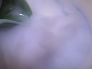 お茶を注ぐ