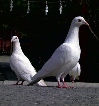 鳩